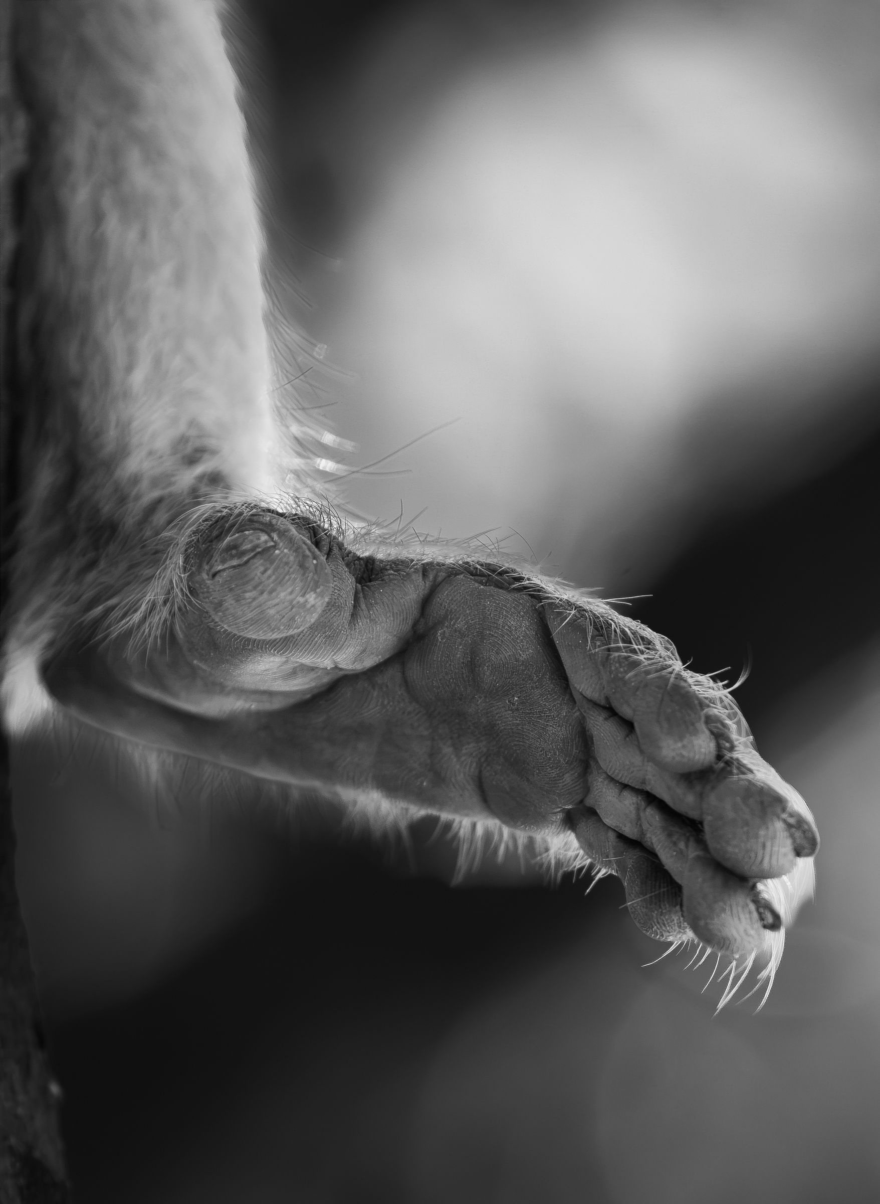 A big cat paw hanging down, in black and white