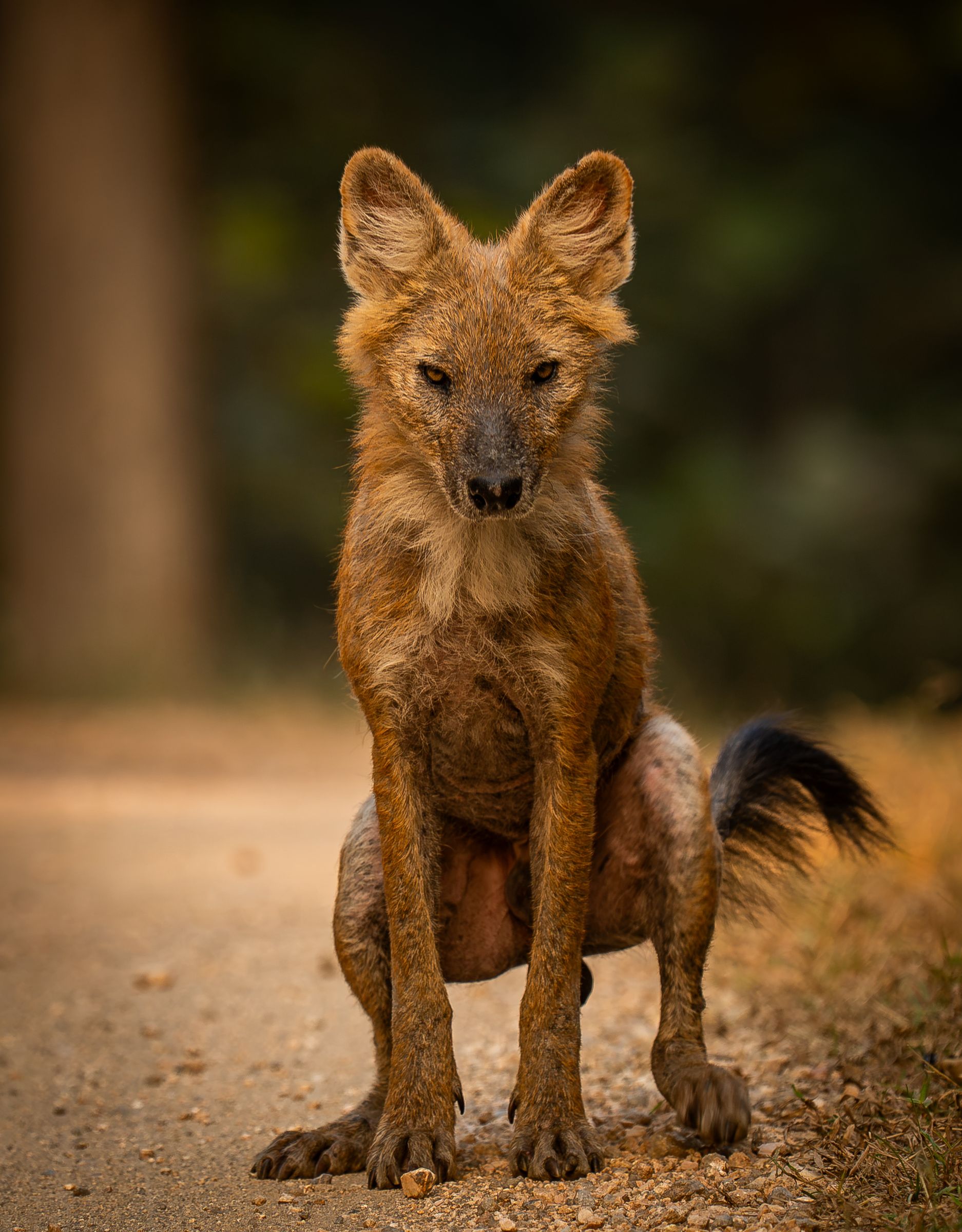 A dhole sitting on a forest track