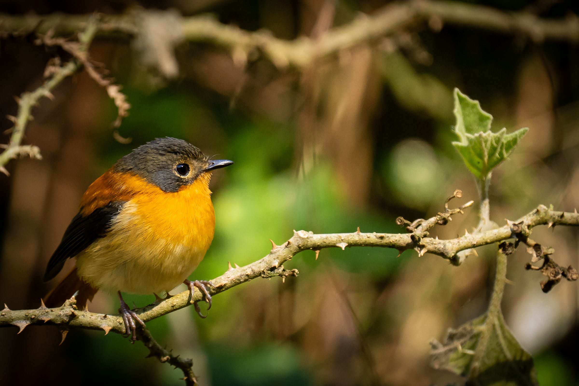 A small orange and grey bird on a thorny branch