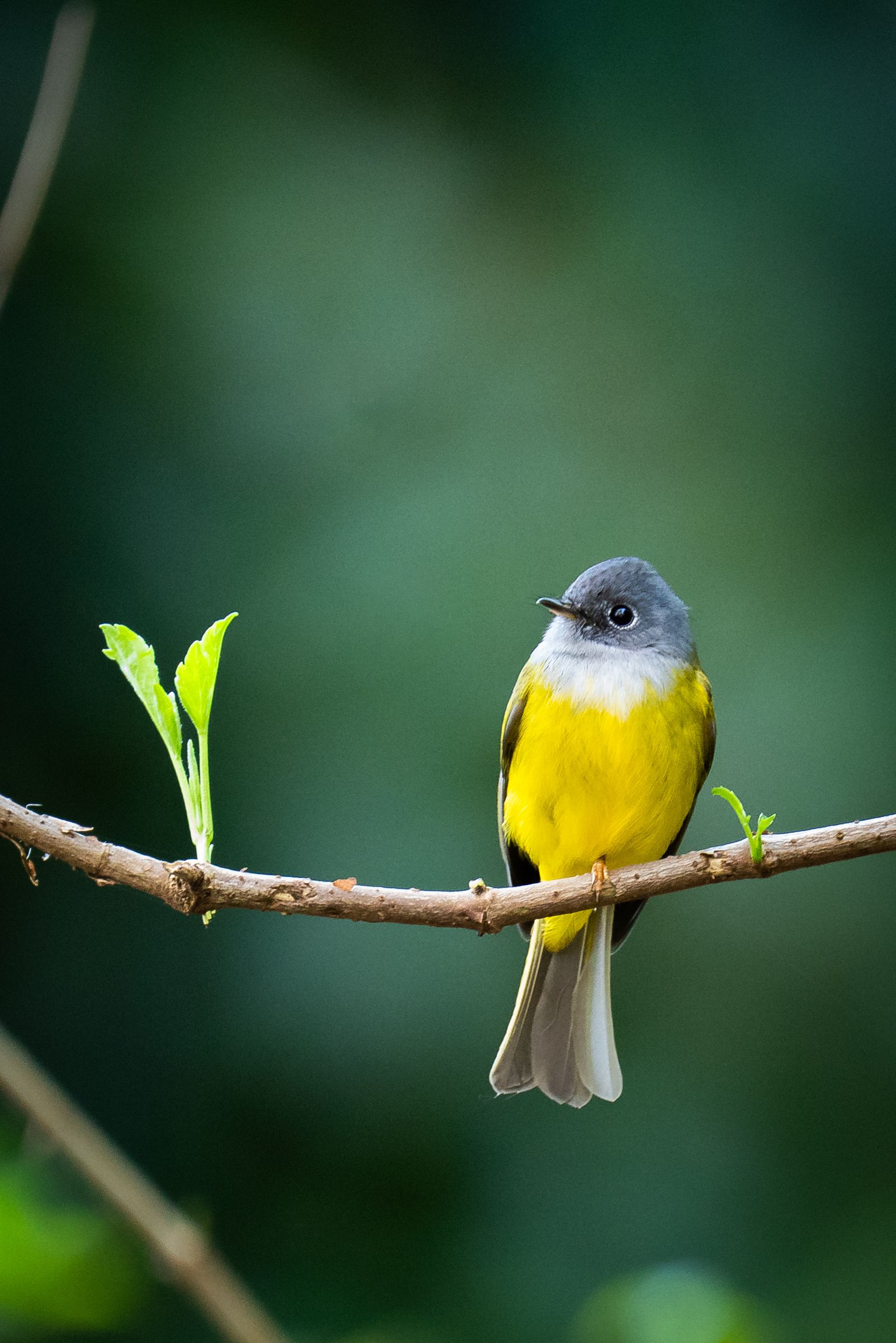 A yellow-breasted flycatcher on a slender branch against dark green