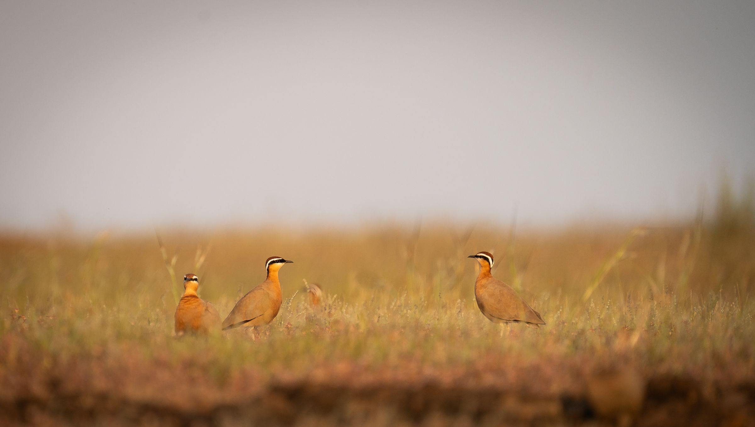 Three coursers standing in dry grass