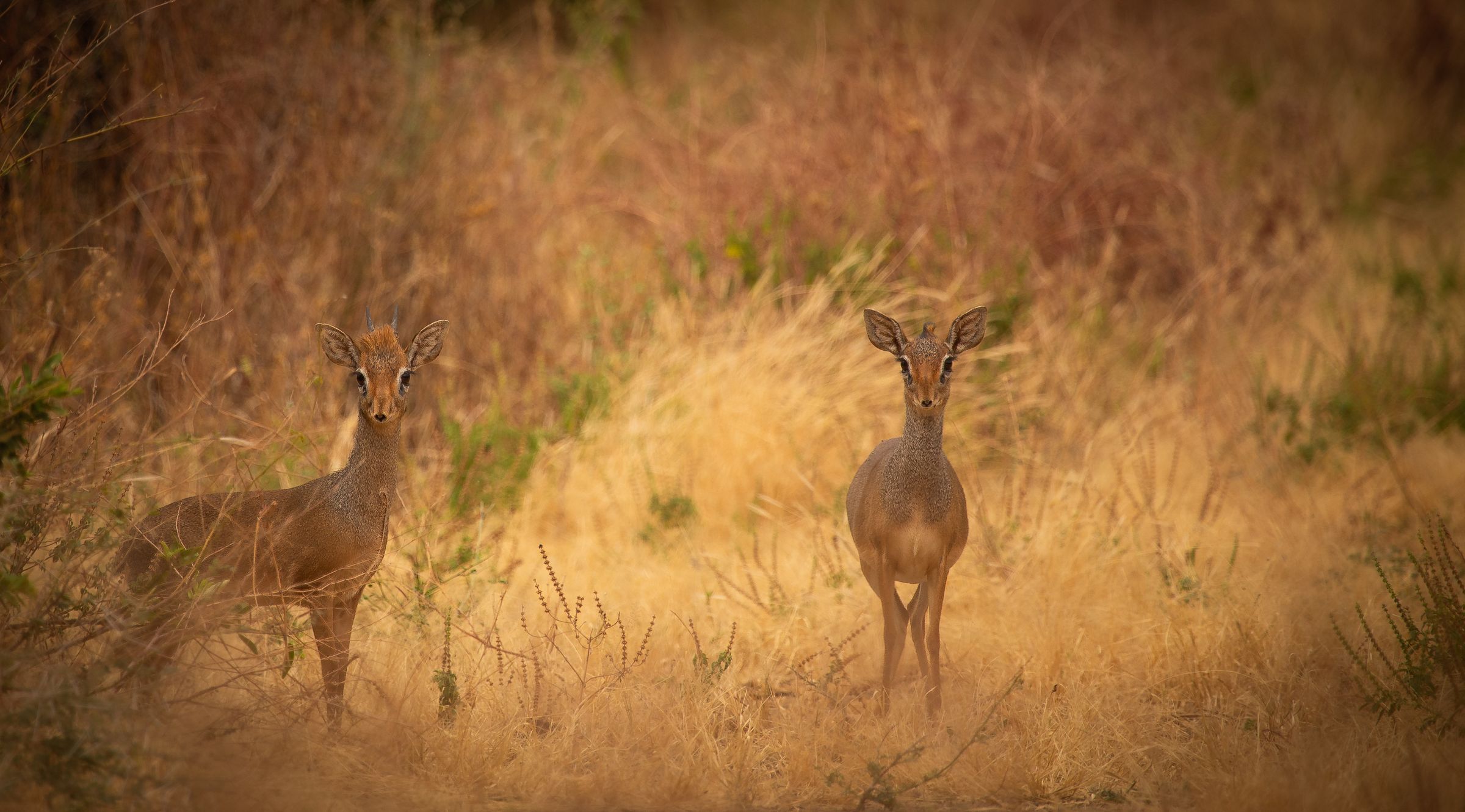 Two small antelope in golden grass