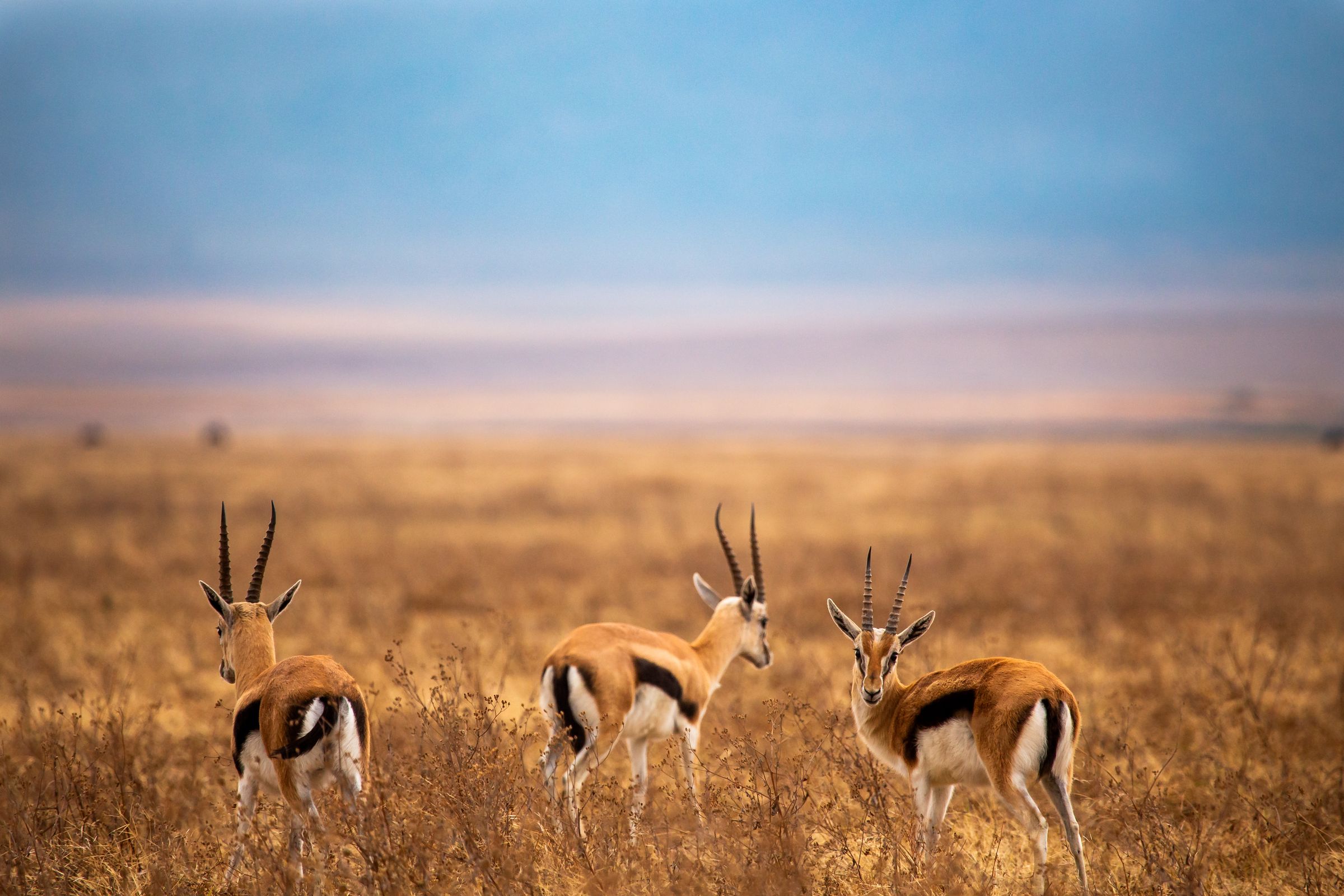 Three Thomson's gazelles in golden grass
