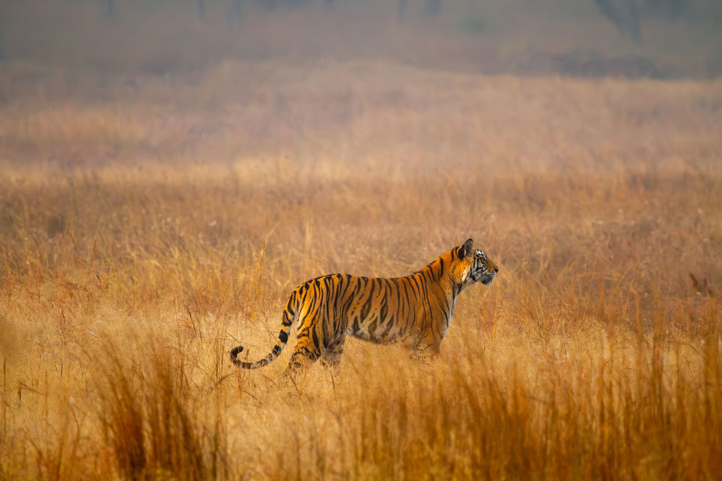 A tiger standing in golden grass