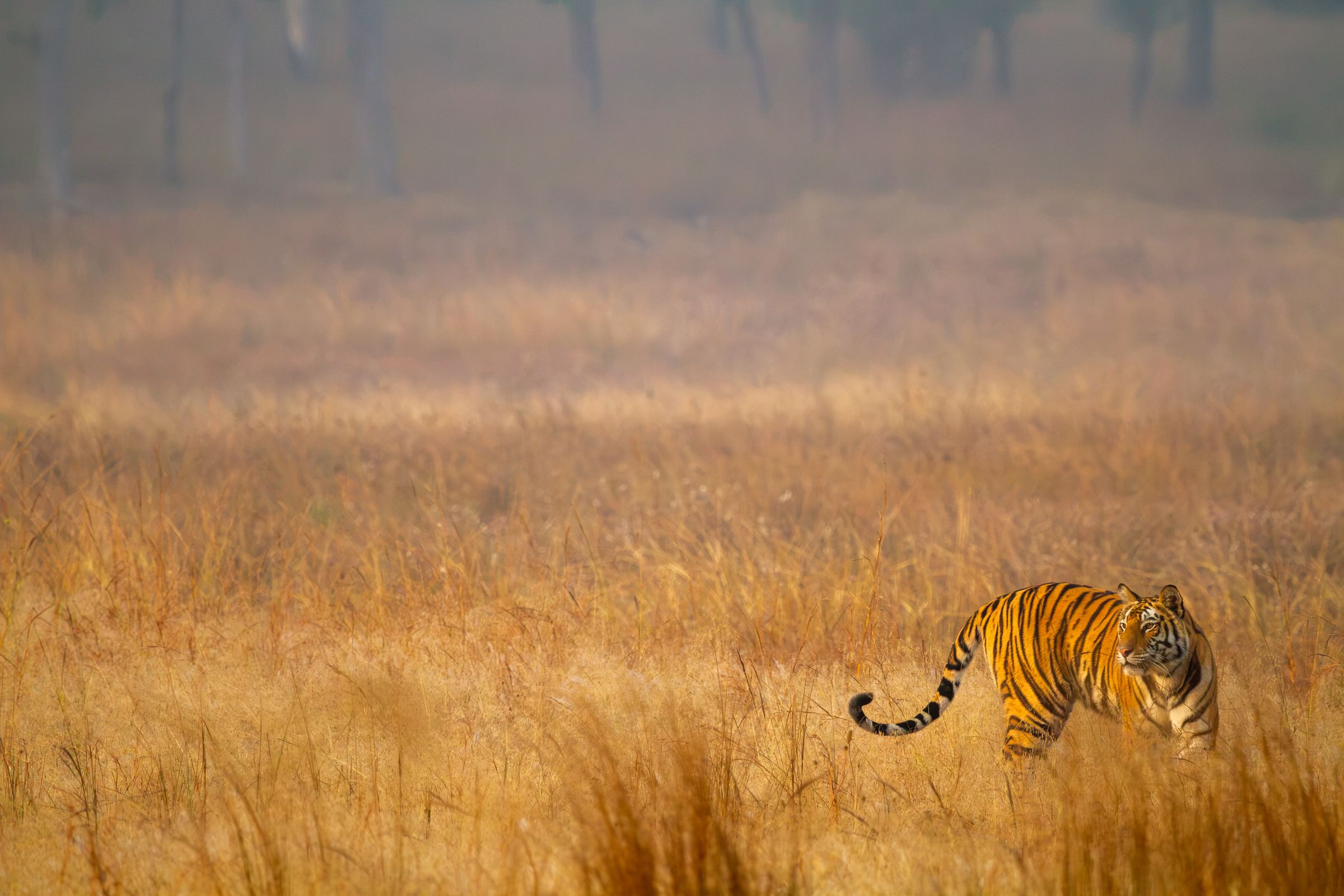 A tiger in tall grass, looking toward the camera