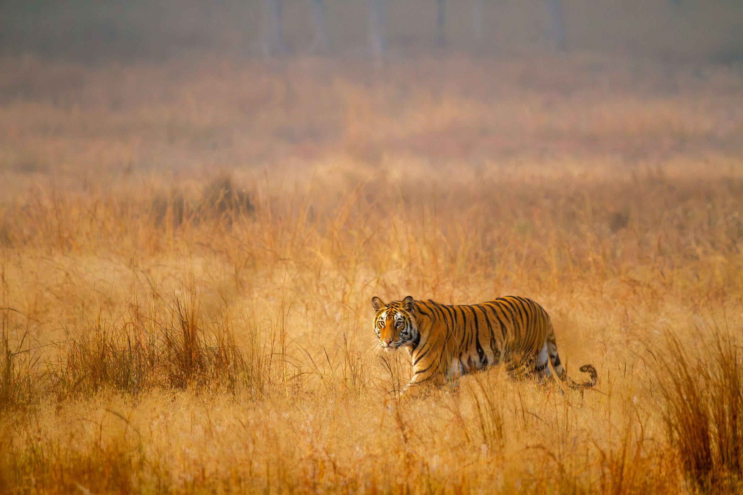 A tiger walking in the grassland