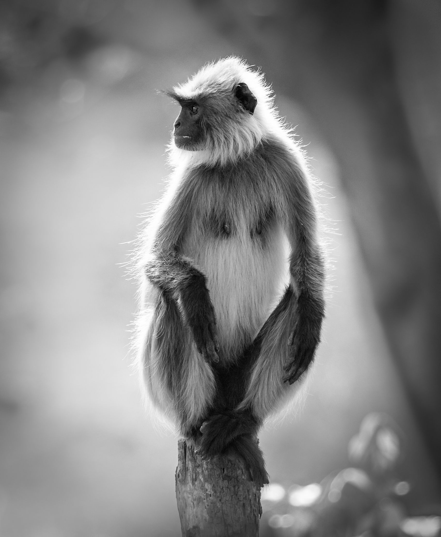 A langur sitting on a post, backlit, in black and white