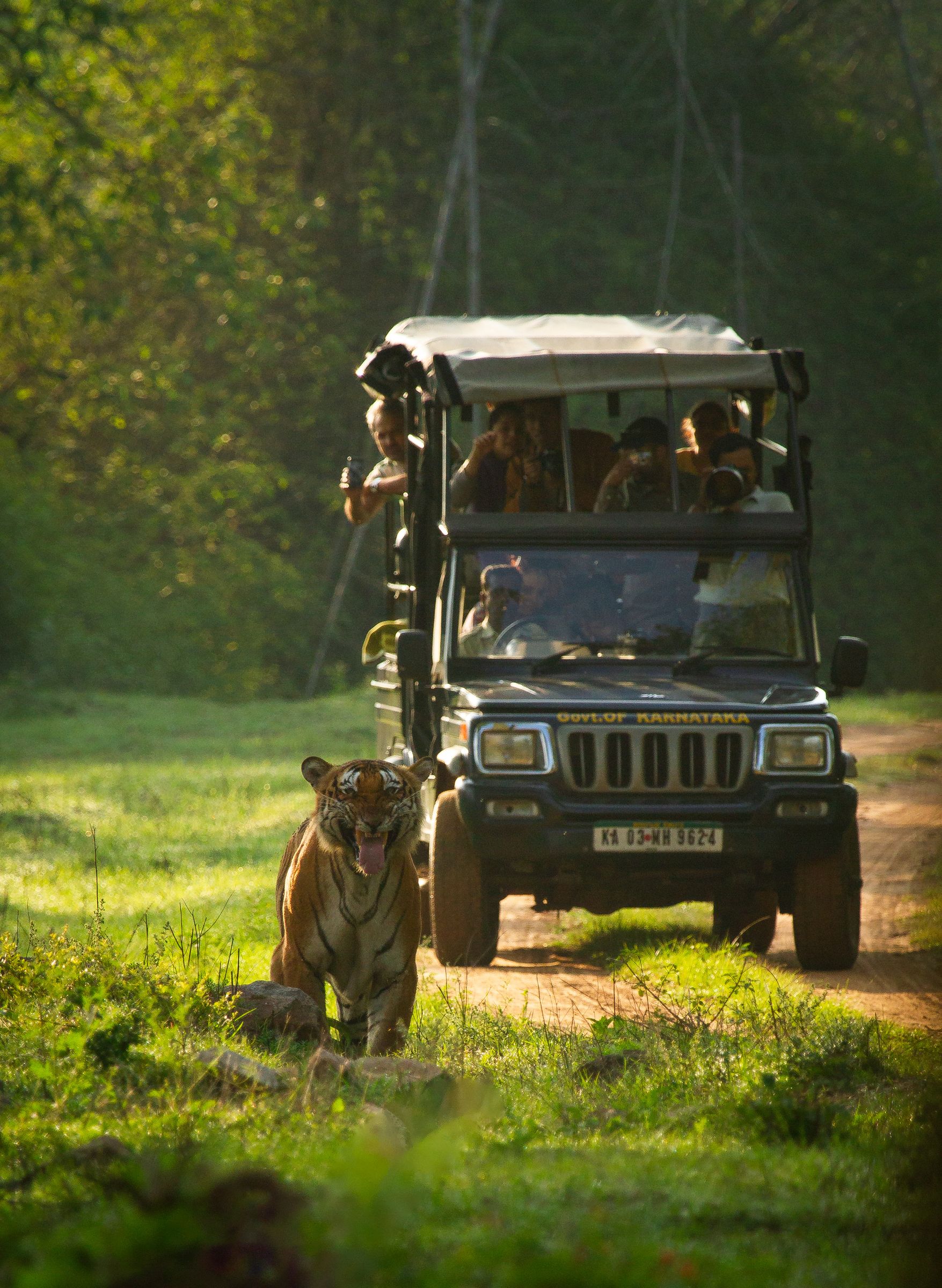 A safari jeep on a forest track with a tiger beside it