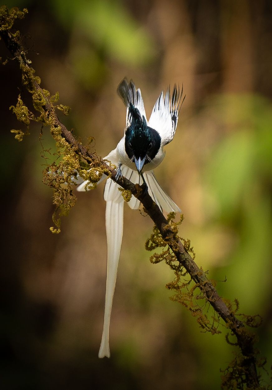 A paradise flycatcher on a branch