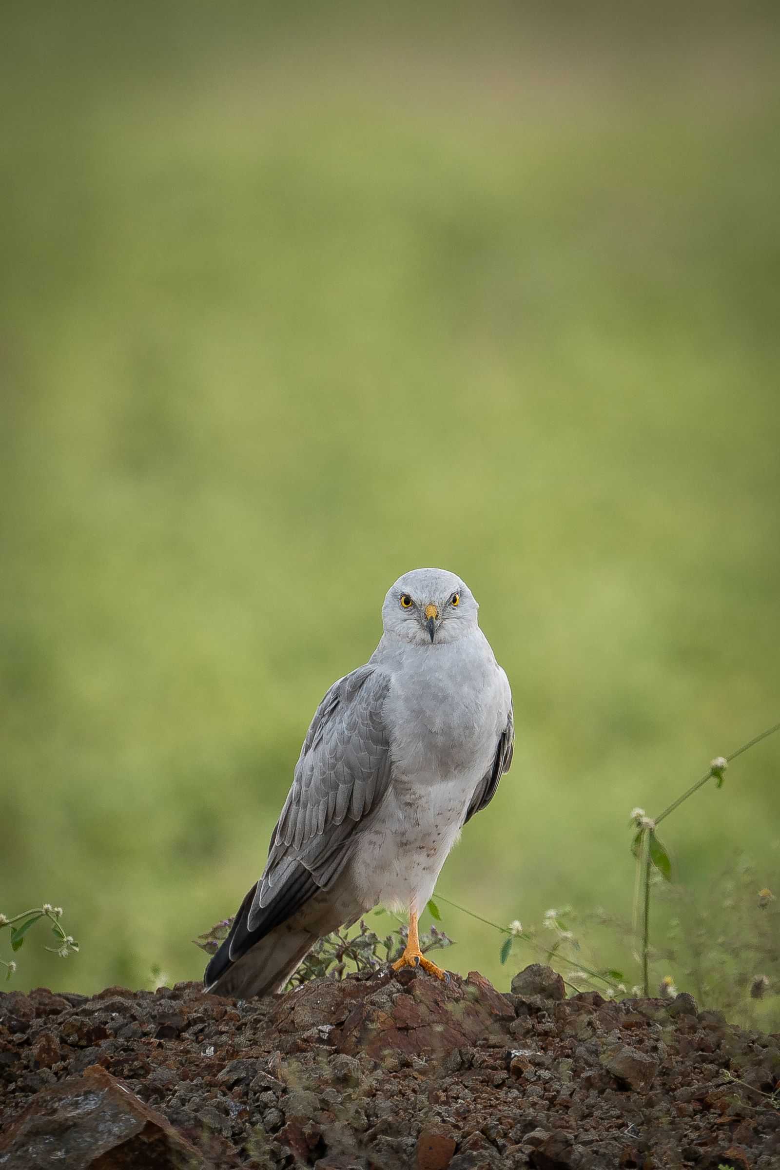 A pale harrier perched on a mound of earth
