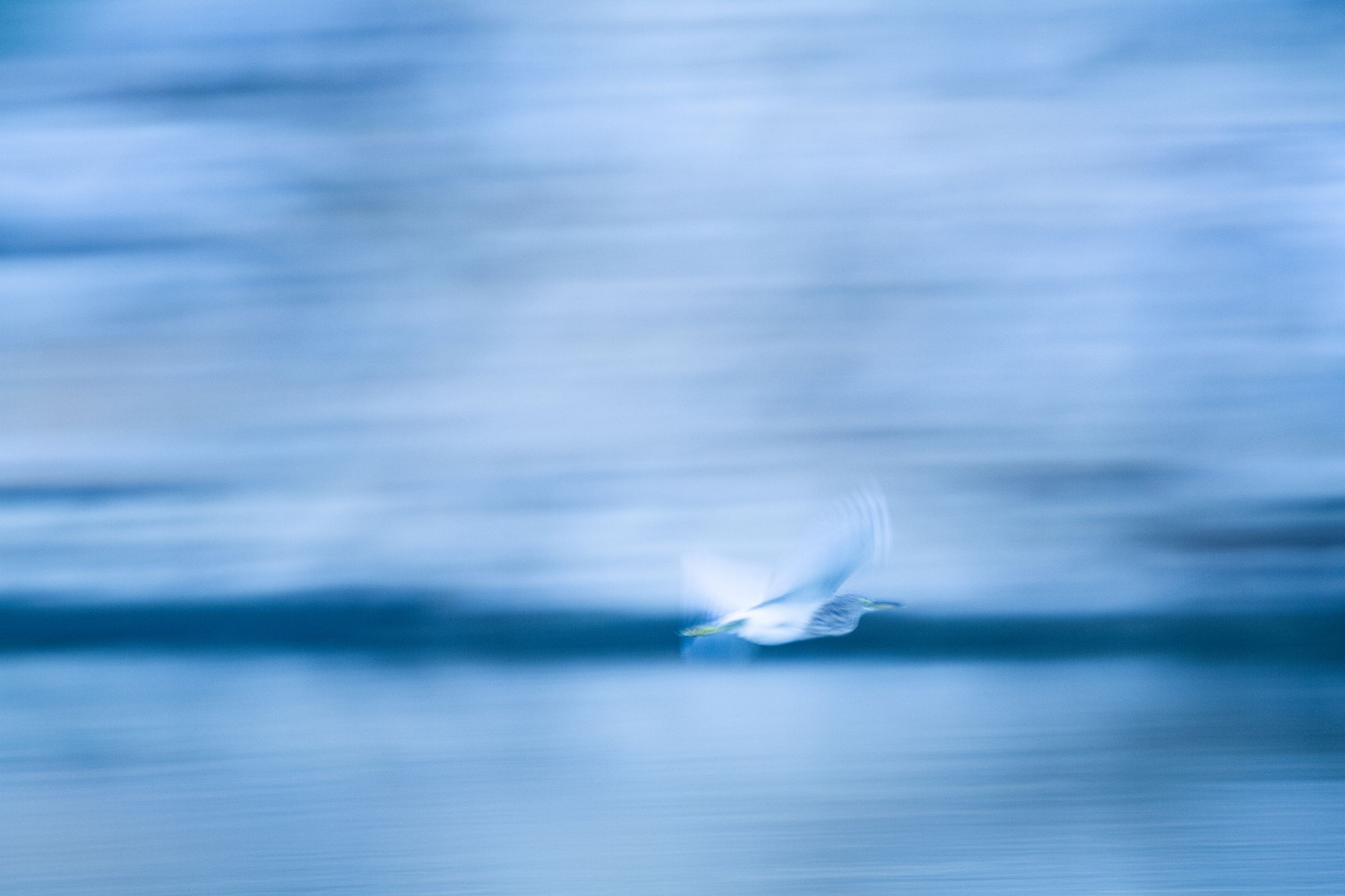 A pale bird in flight, blurred against blue water