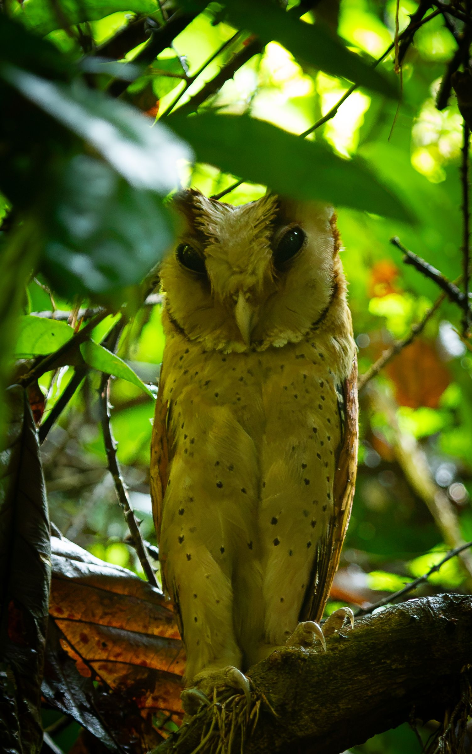 An owl perched in green forest