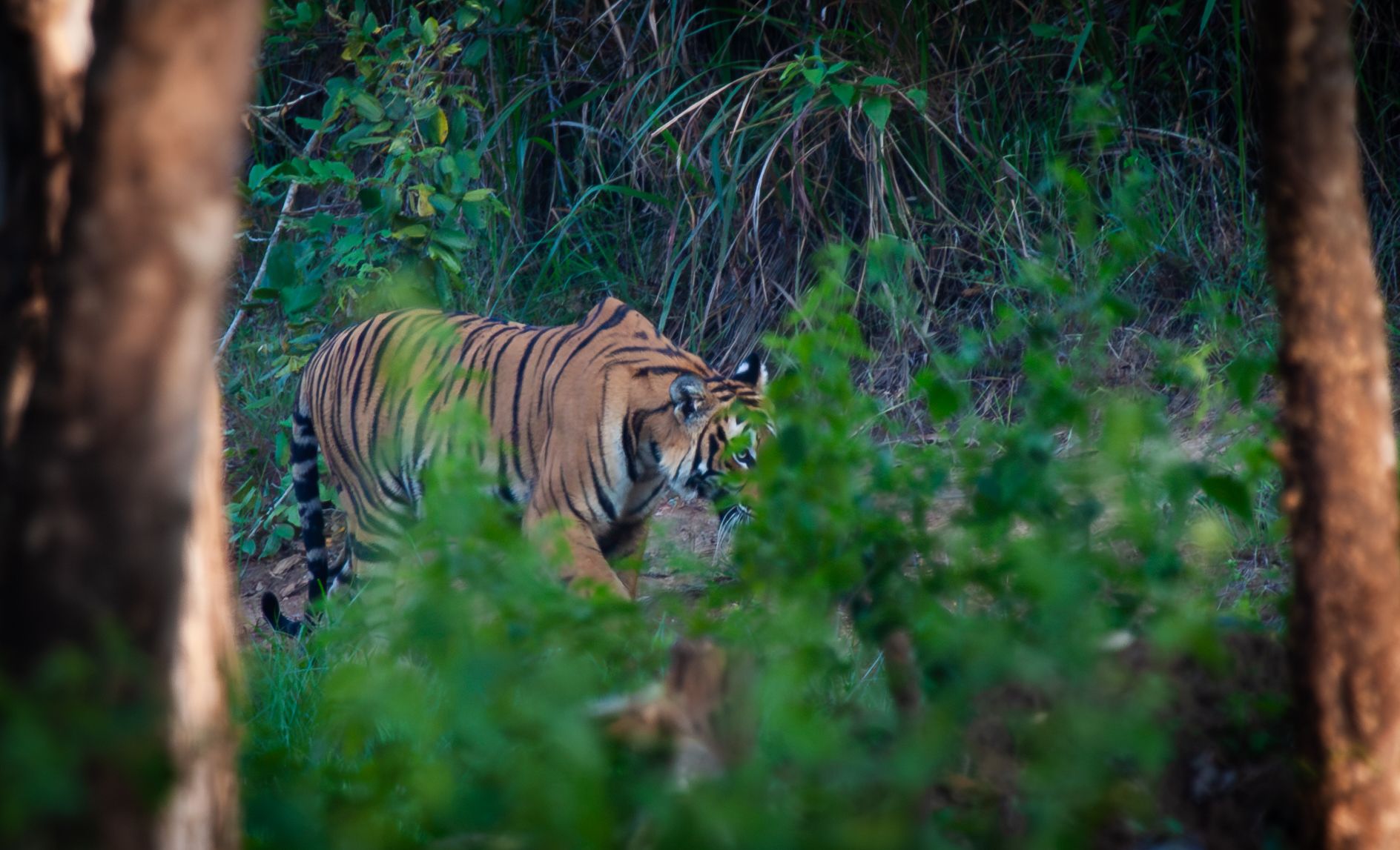 A tiger walking through green undergrowth