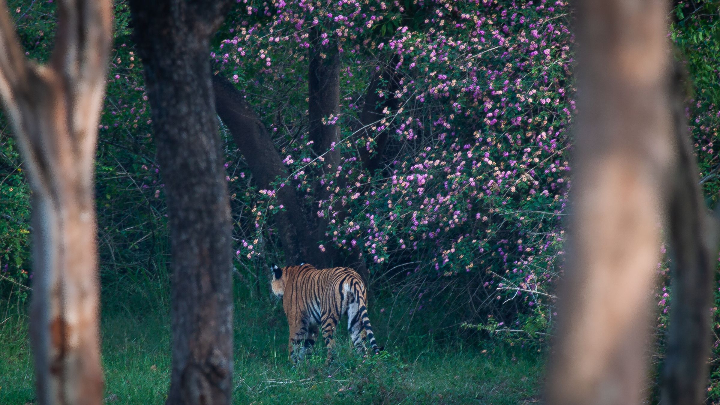 A tiger walking away among flowering trees