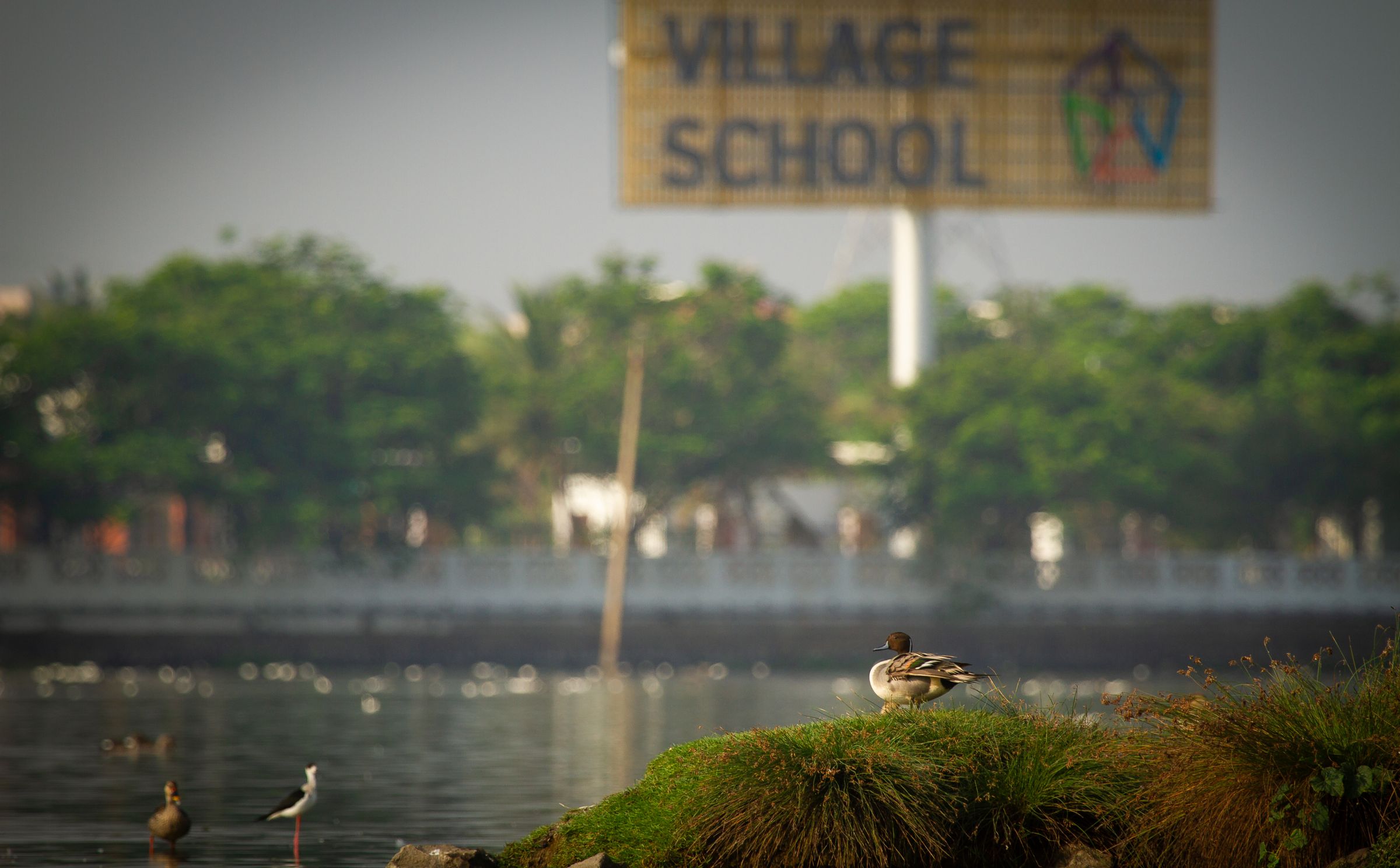 A duck and a stilt on a green island in a lake