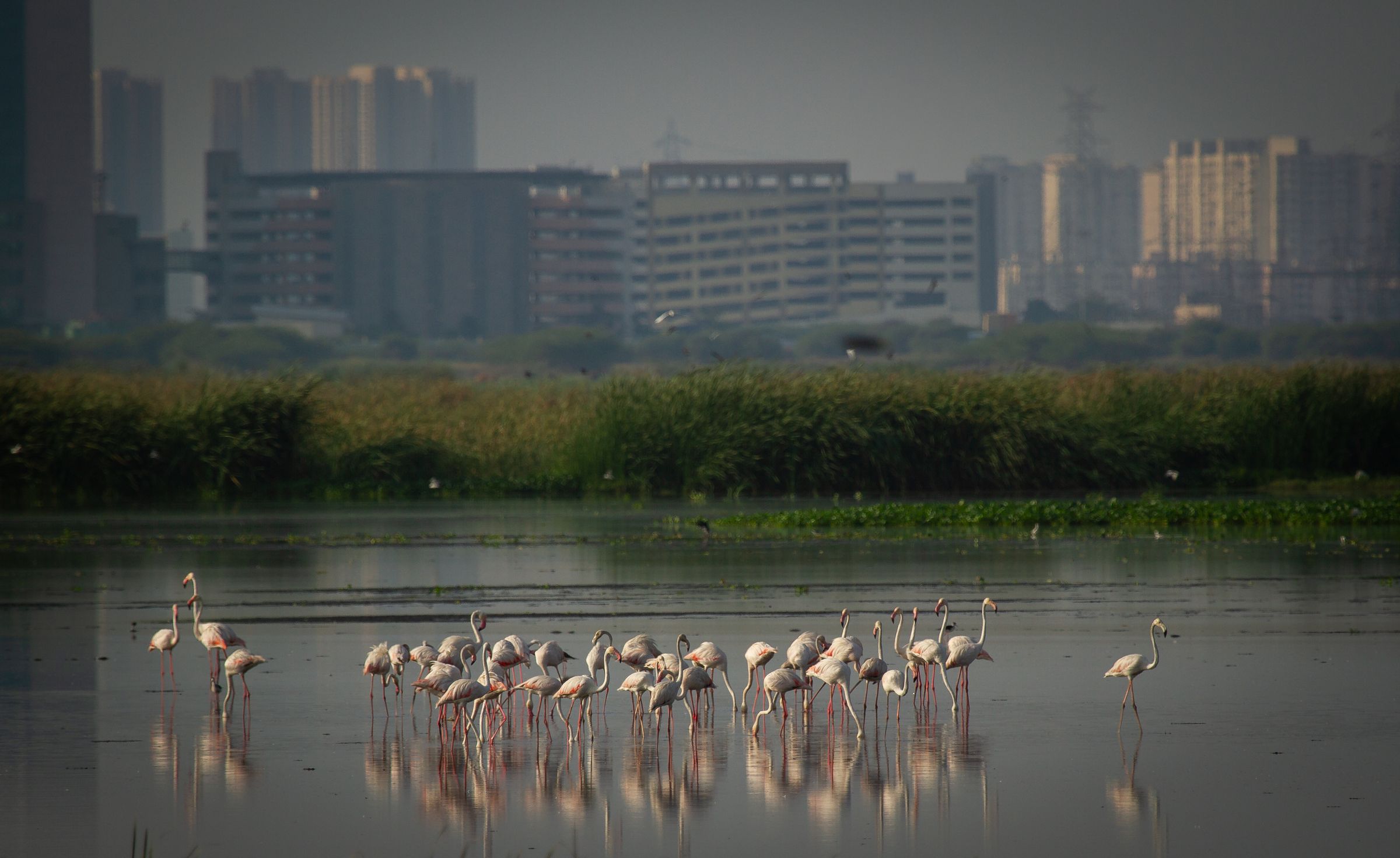Flamingos wading in front of a city skyline