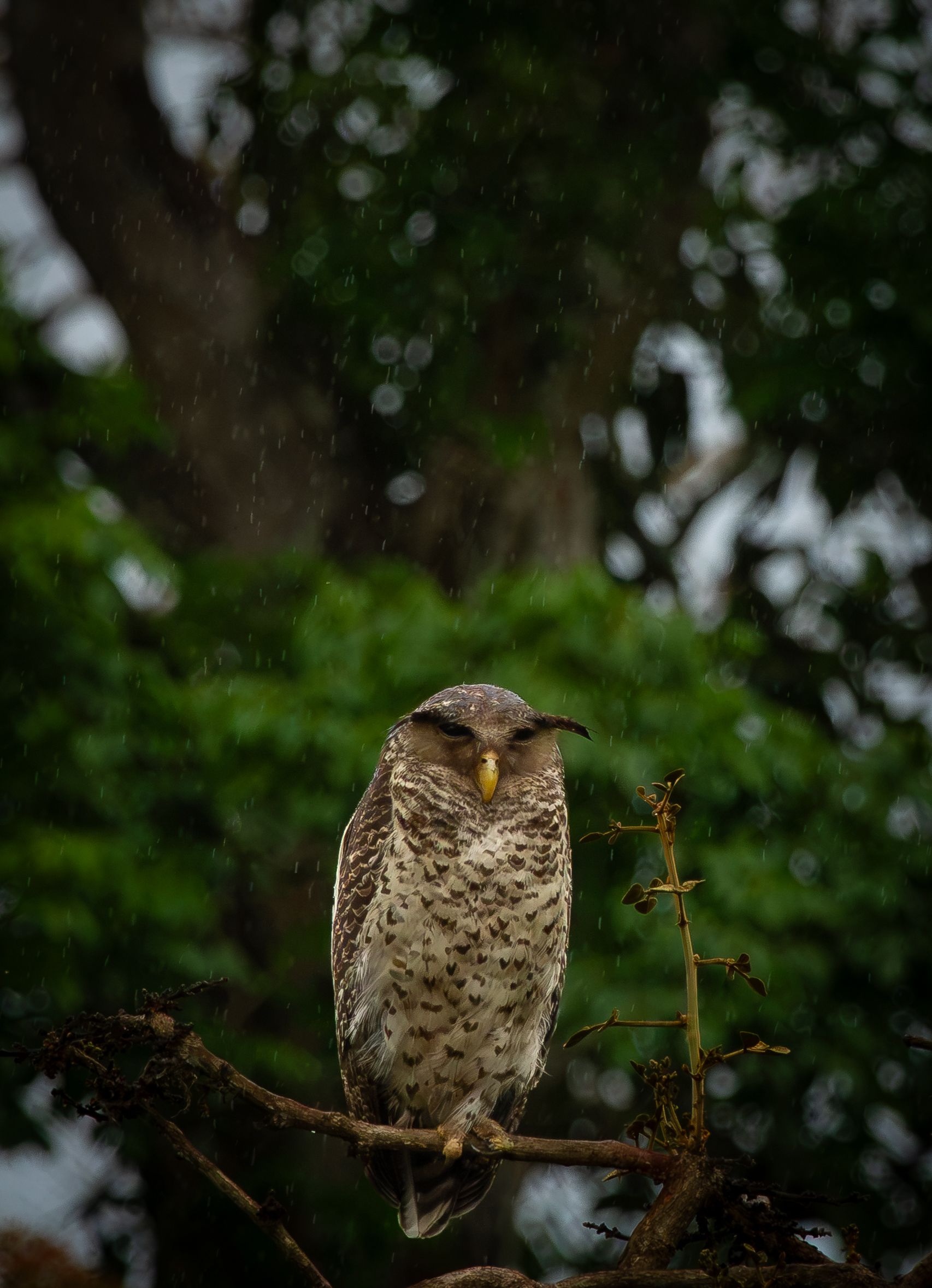 An owl perched on a branch in the rain, eyes half-closed