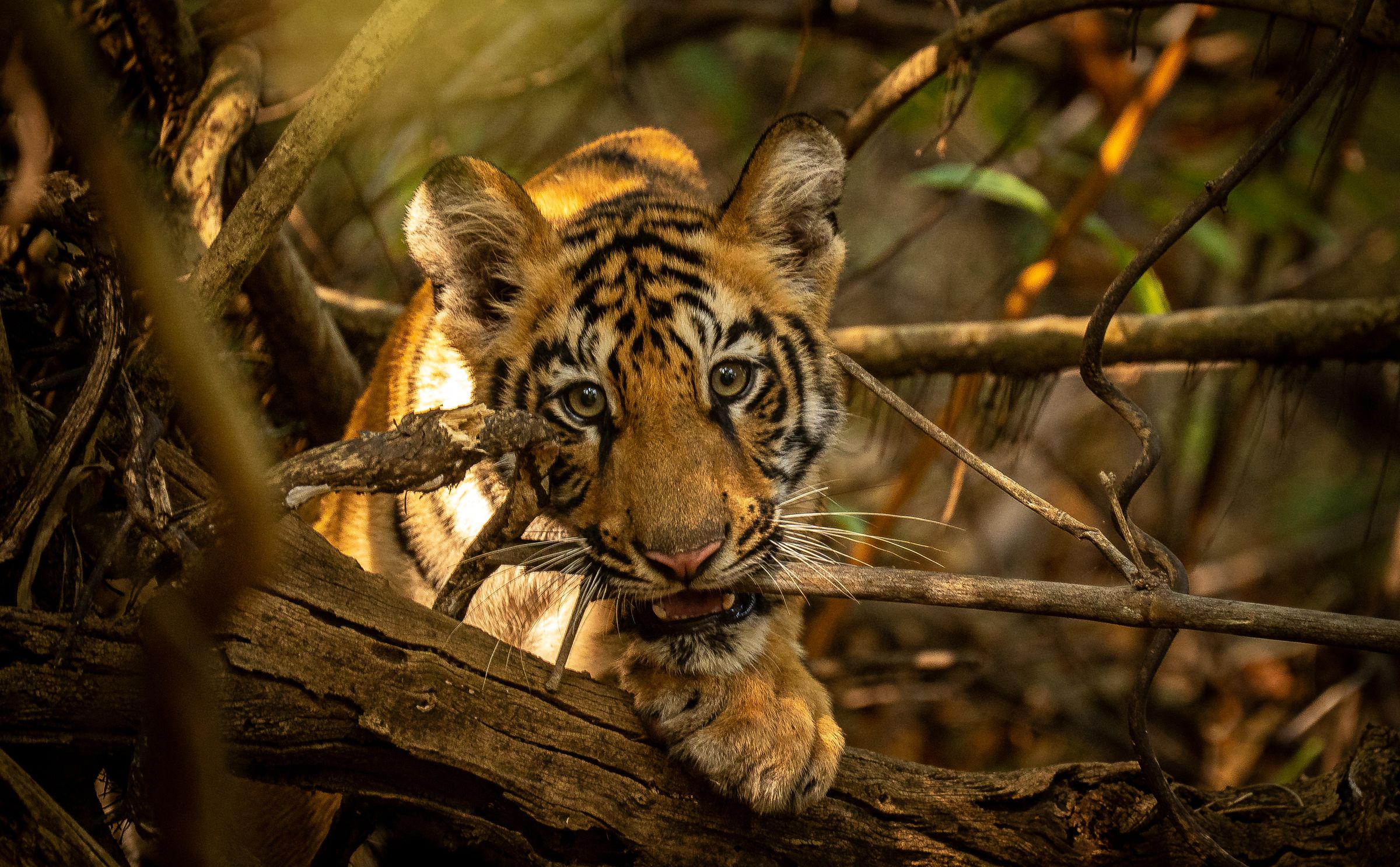 A tiger cub biting a branch among tangled roots