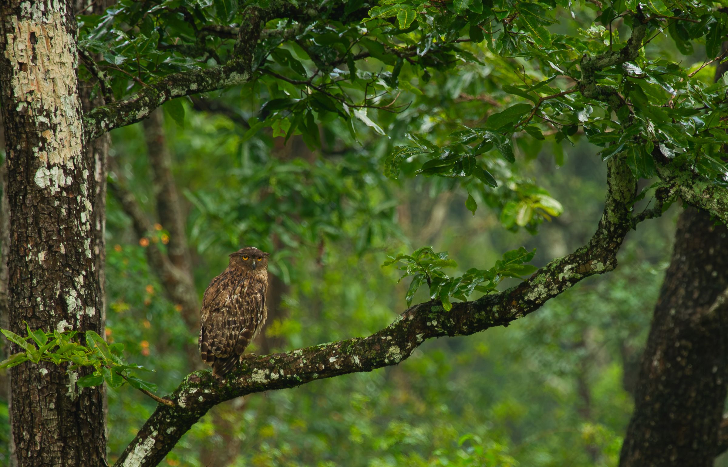 A brown wood owl perched on a mossy branch in lush green forest