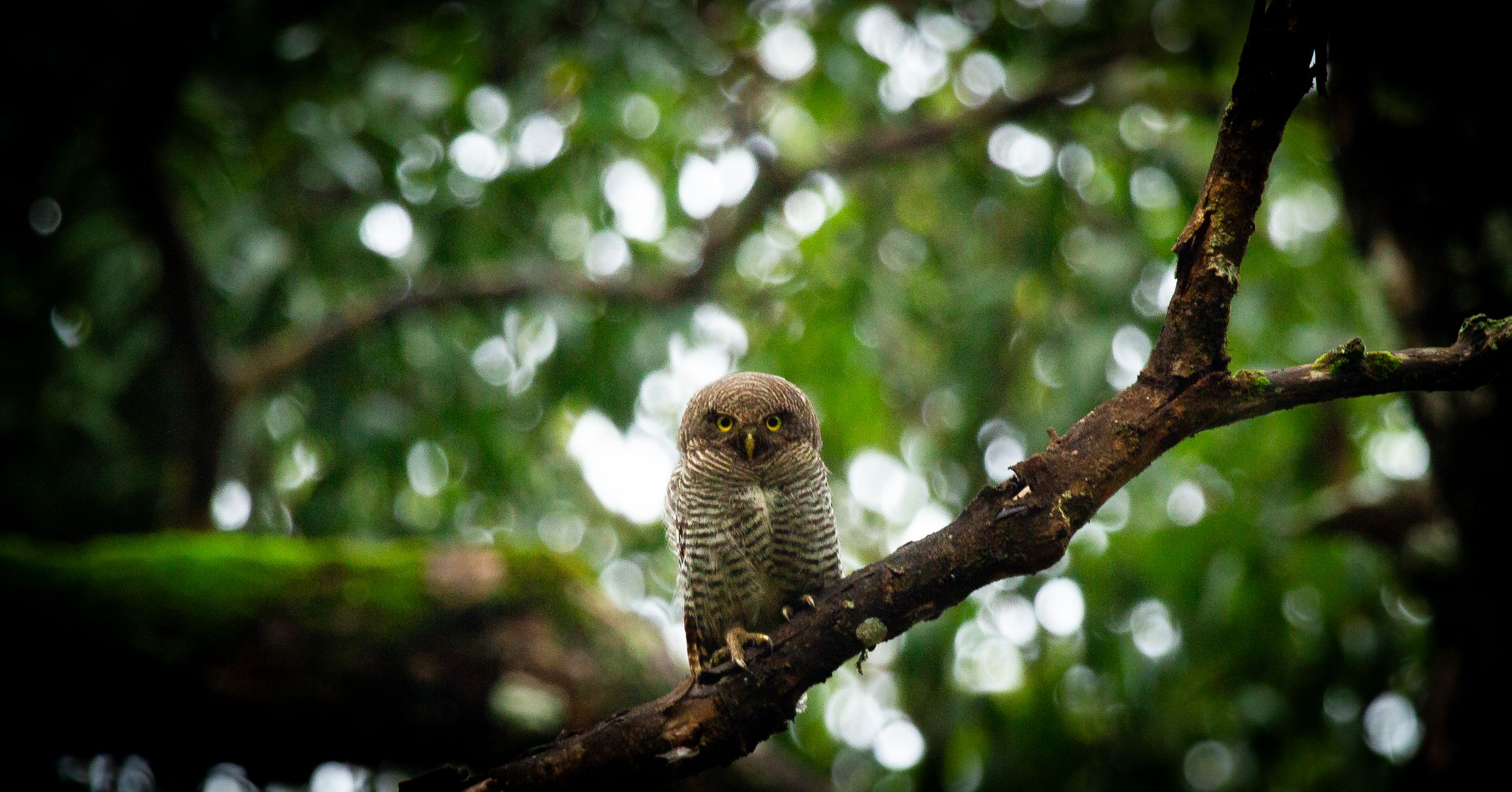 A spotted owlet on a branch among glowing green leaves