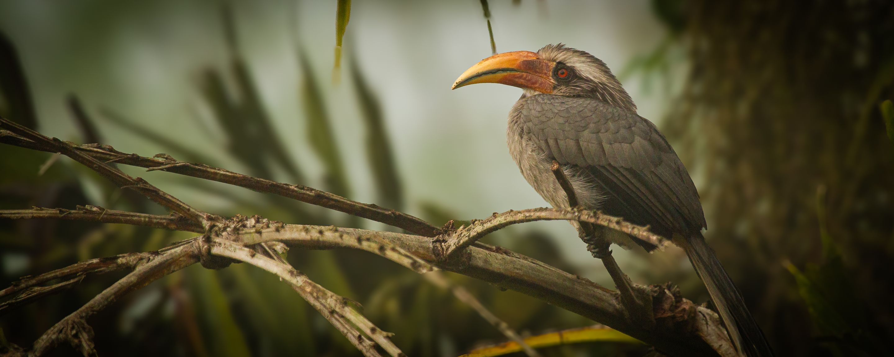 A grey hornbill perched on a palm frond