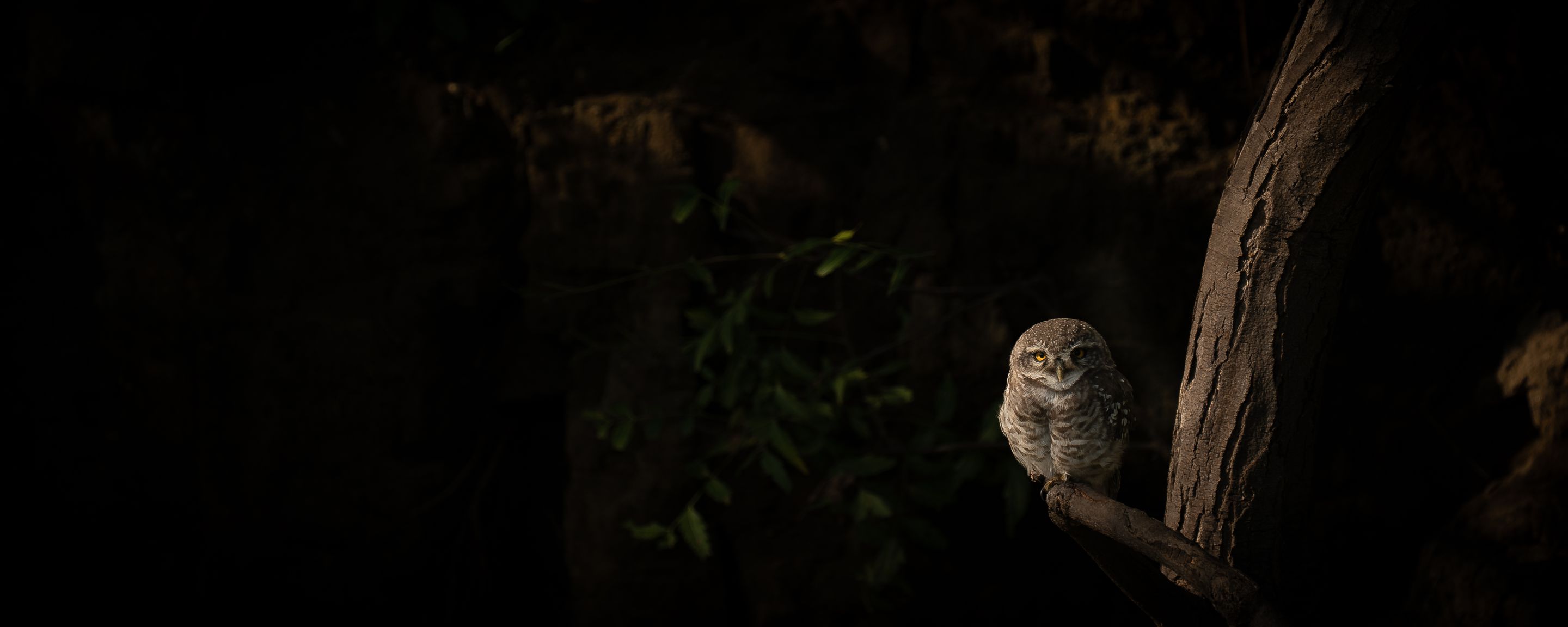 A spotted owlet on a branch in the dark forest