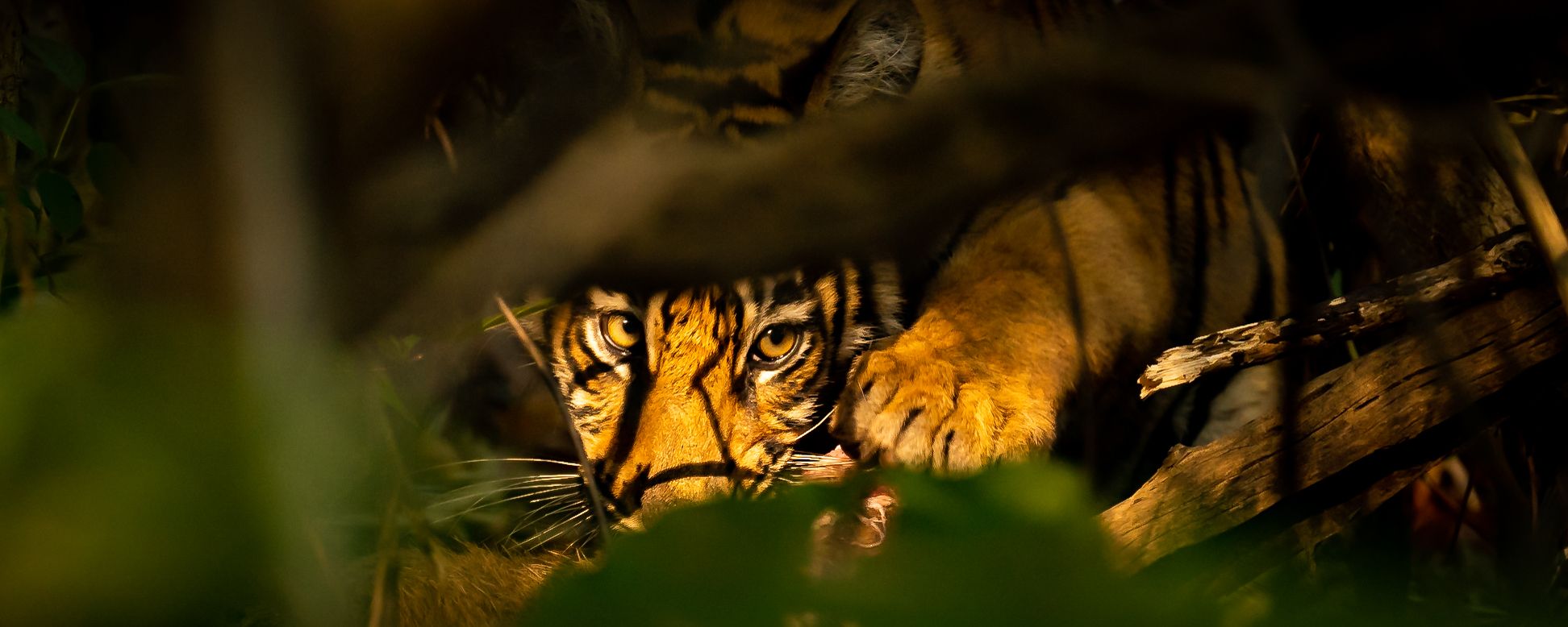 A tiger cub lying low, watching through the foliage