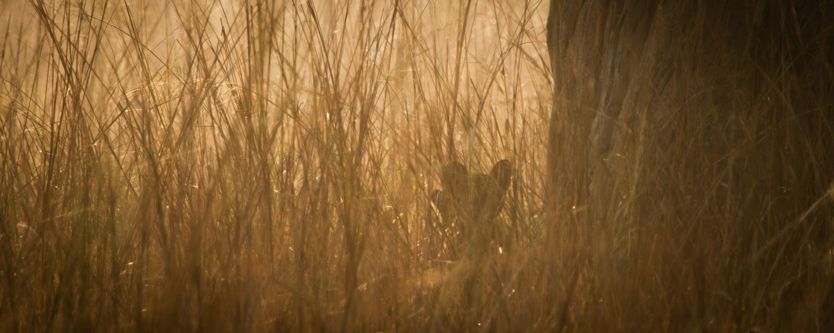 A tiger resting hidden in tall golden grass