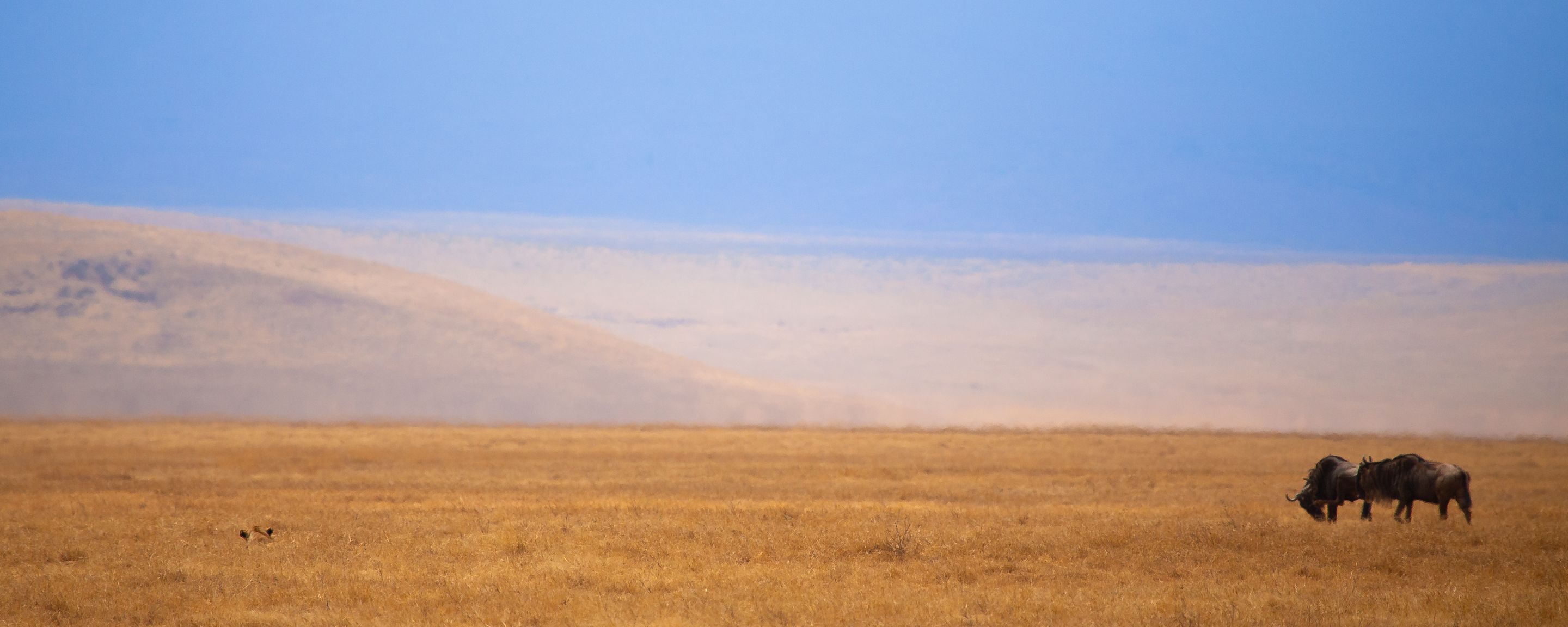 Two wildebeest grazing on the crater floor beneath pale hills