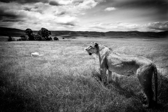 A lioness looking out over the plain, in black and white