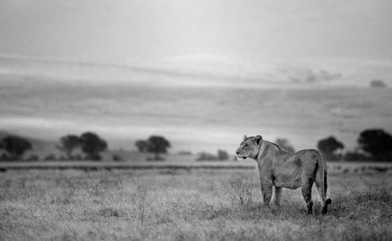 A lioness standing on the plain, in black and white