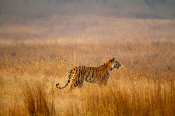 A tiger standing in golden grass