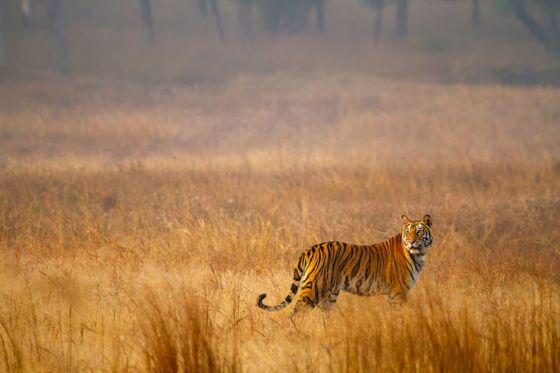A tiger walking through golden grass
