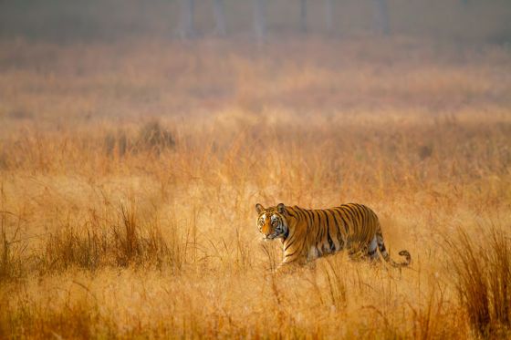 A tiger walking in the grassland