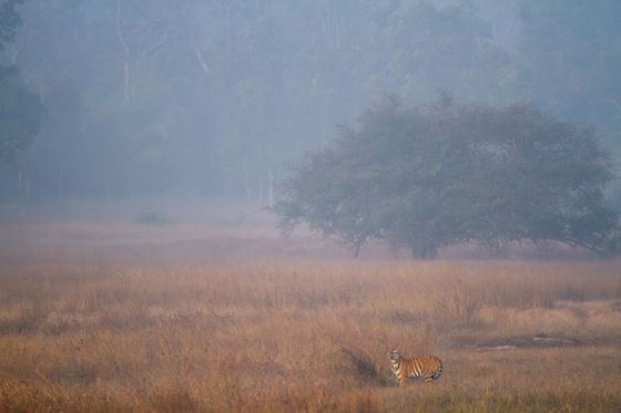 A small tiger beneath a lone tree in morning mist