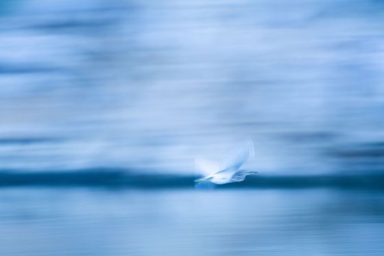 A pale bird in flight, blurred against blue water