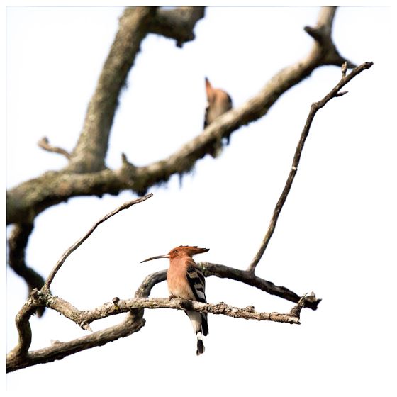 Two hoopoes on bare branches against white
