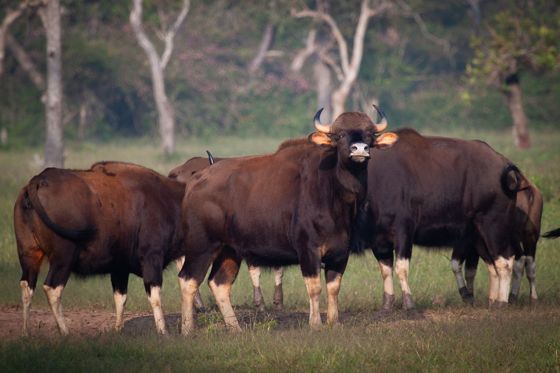 A herd of gaur standing in a forest clearing