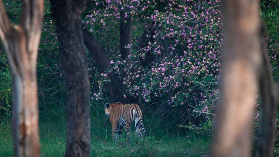 A tiger walking away among flowering trees