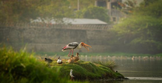 A painted stork on a small green island among ducks