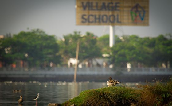 A duck and a stilt on a green island in a lake