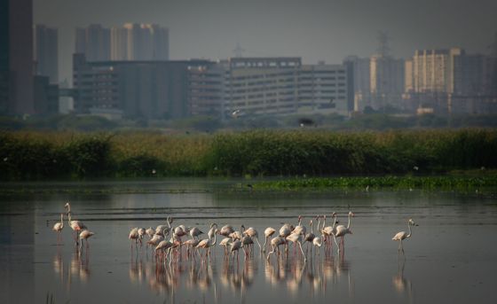 Flamingos wading in front of a city skyline