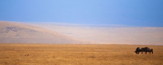 Two wildebeest grazing on the crater floor beneath pale hills
